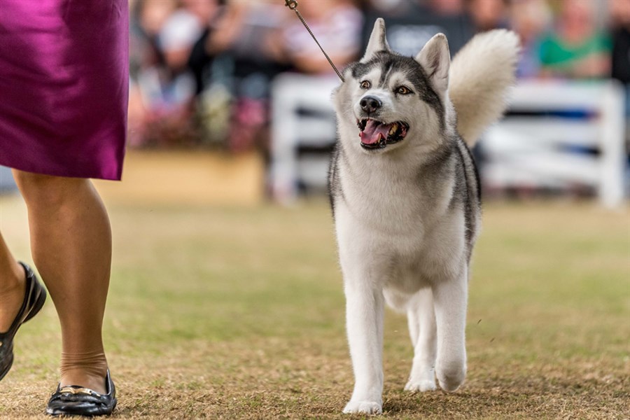 Top dog at Sydney Royal Dog Show revealed OverSixty