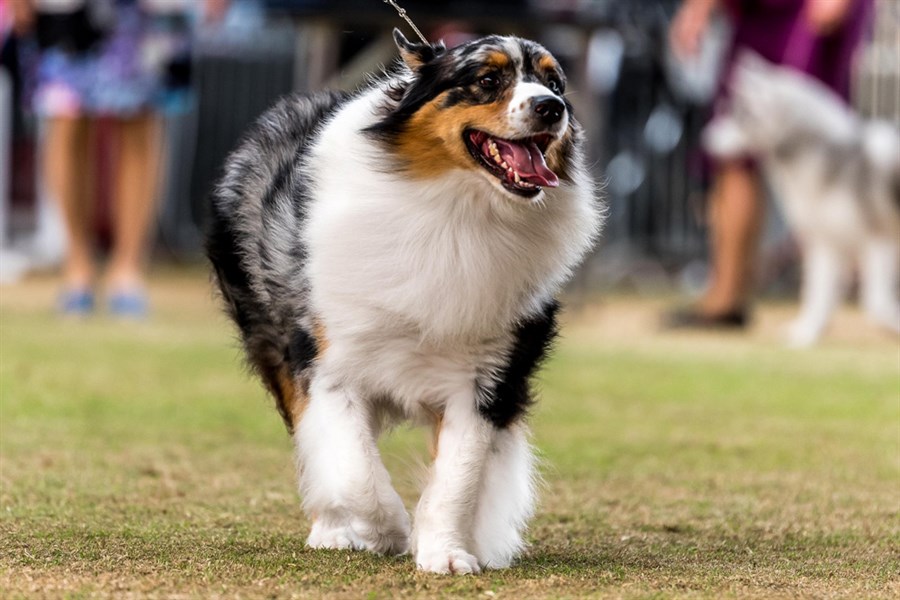 Top dog at Sydney Royal Dog Show revealed OverSixty