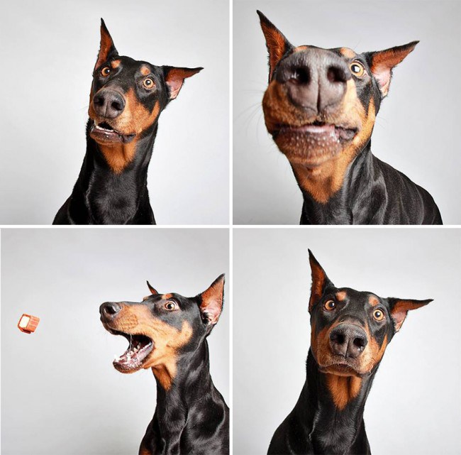 Why did this animal shelter set up a photobooth for its dogs?