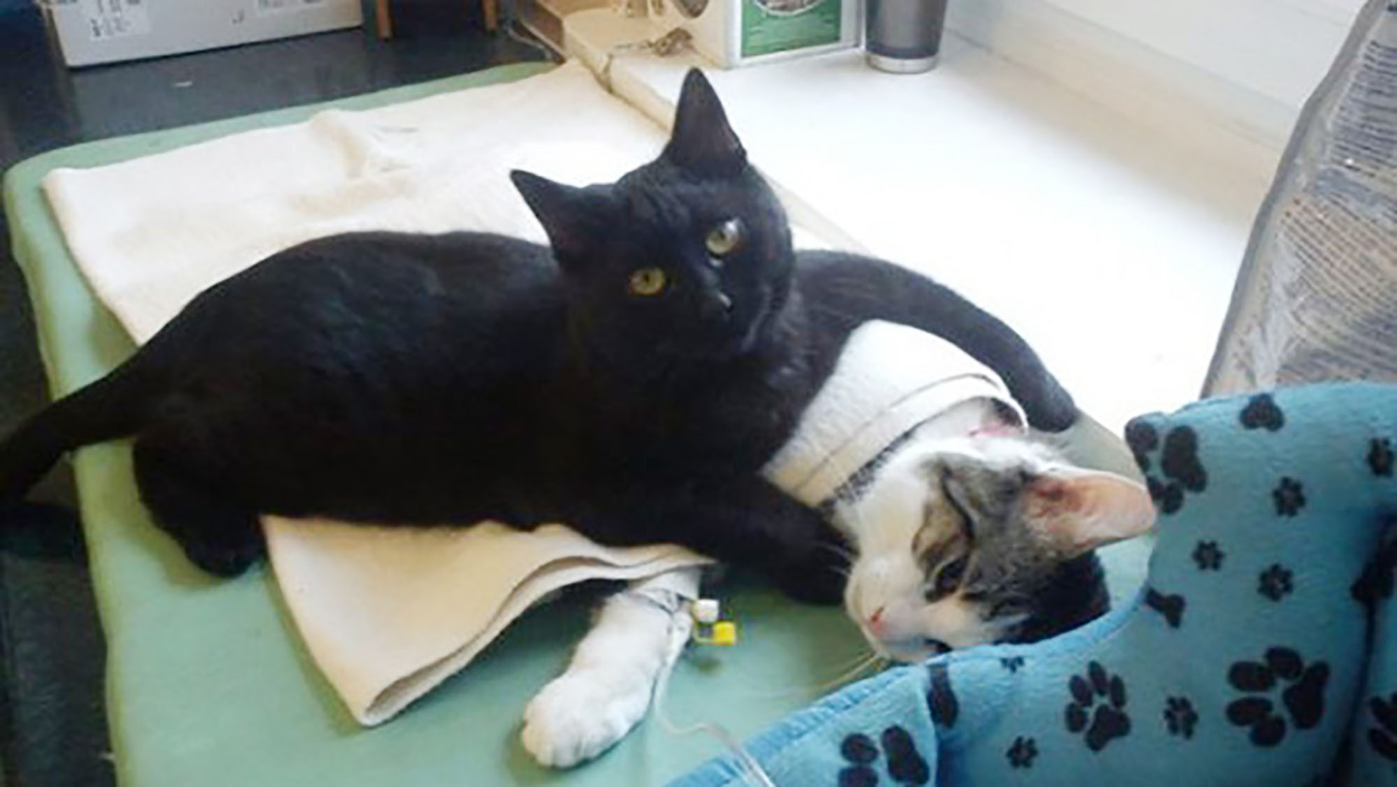 Cat takes on role of nurse and looks after animals at shelter