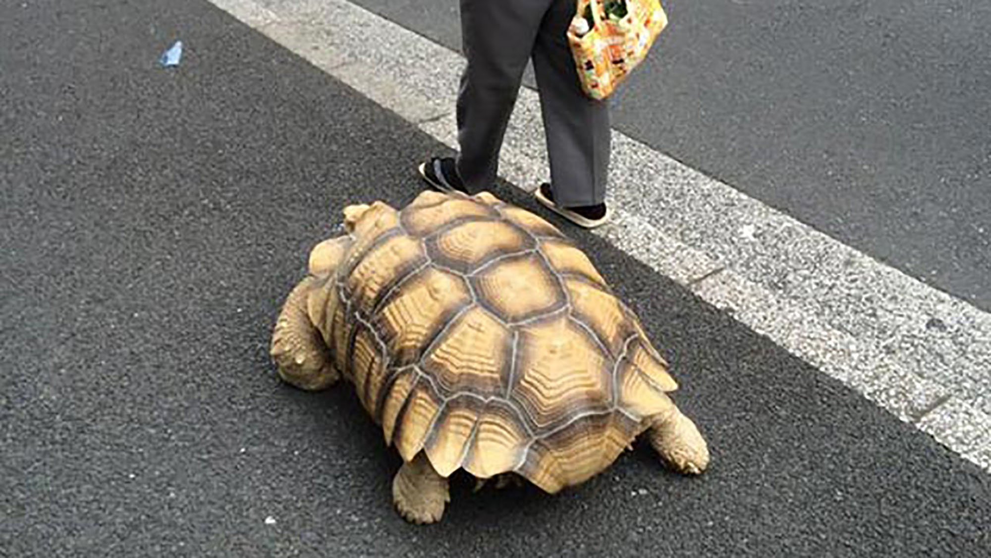 The world’s most patient pet owner walks his giant tortoise everyday