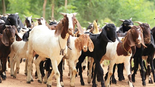 Goats