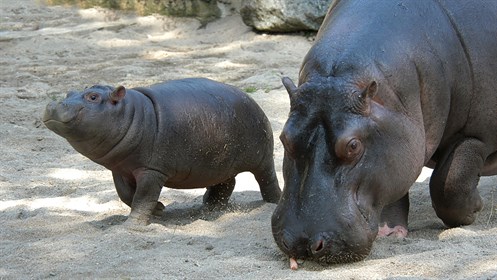 Hippo (1)
