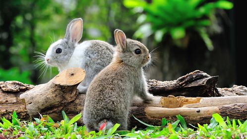 Rabbits