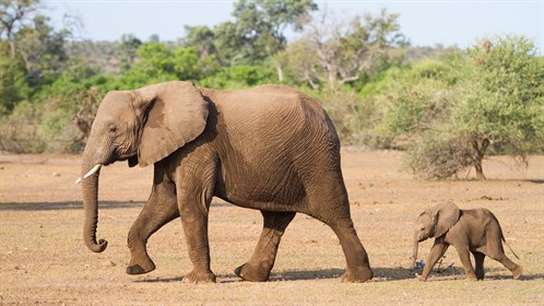 Elephant