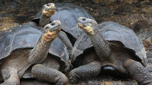 Tortoise (1)