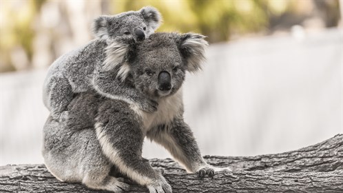 Koalas