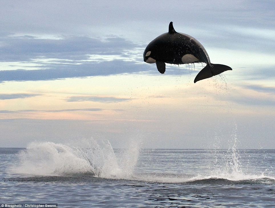 Unbelievable images of a killer whale jumping four metres into the air