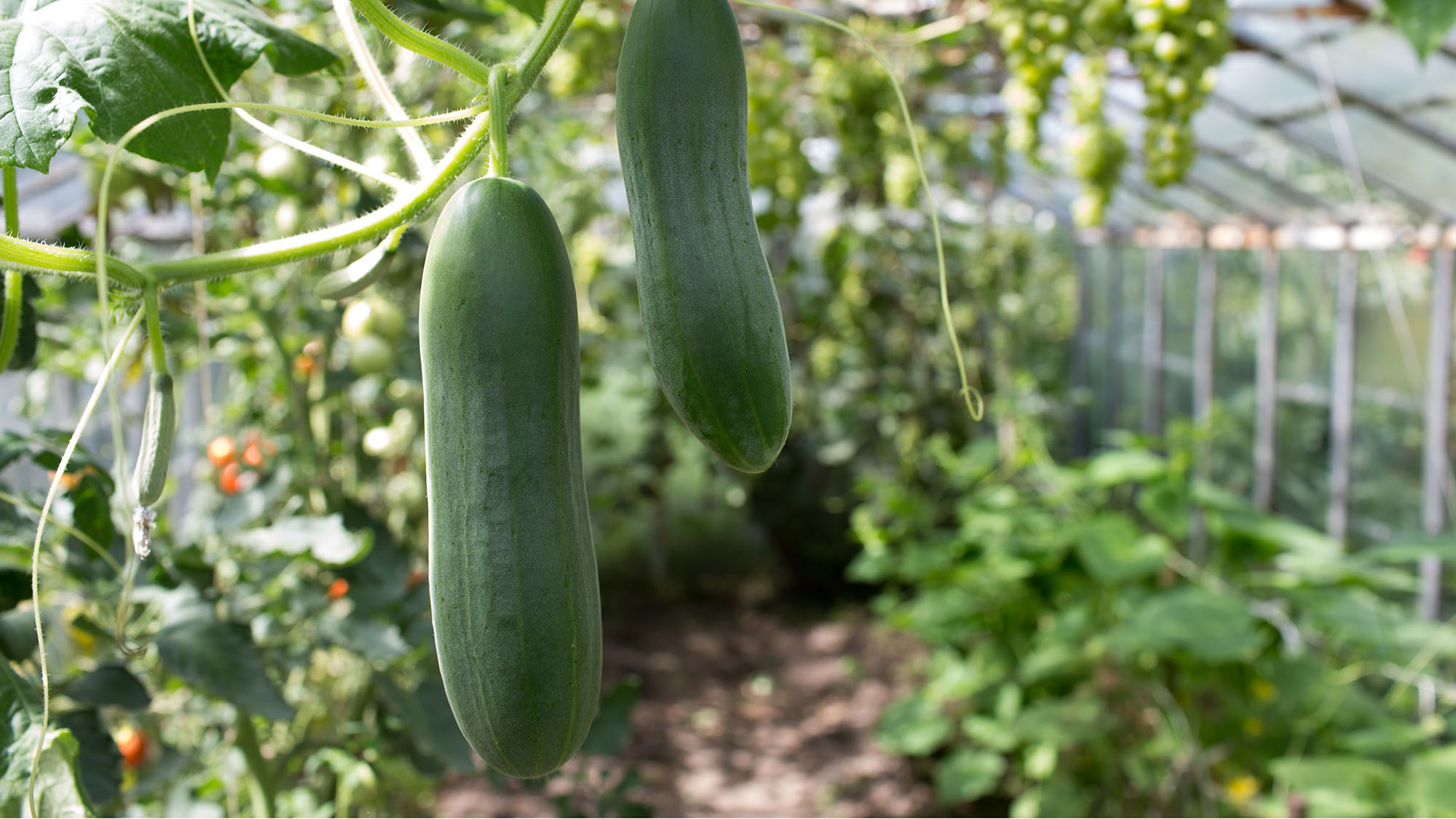 Top tips for growing cucumbers | OverSixty
