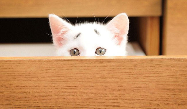 Meet Gary the Concerned Kitten