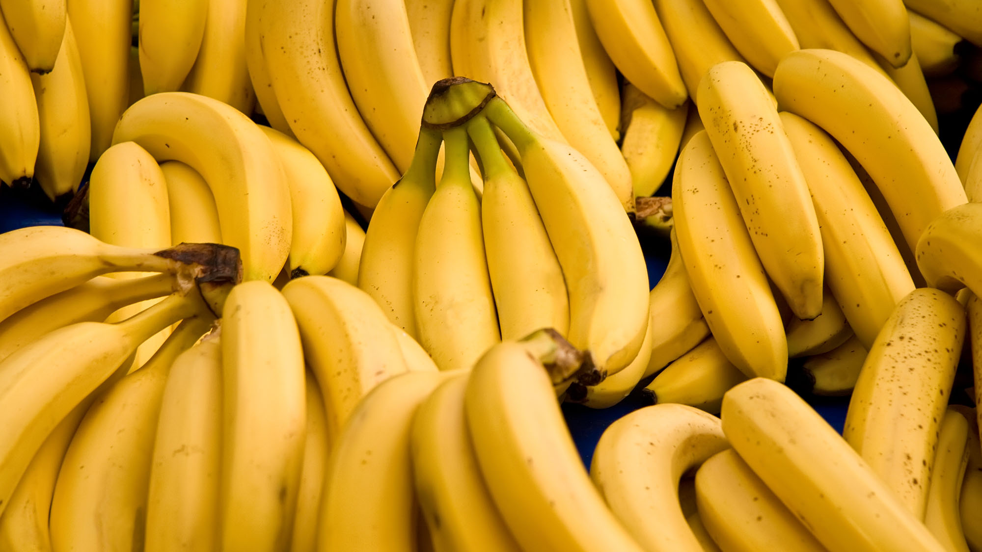 Bananas in danger of going extinct | OverSixty