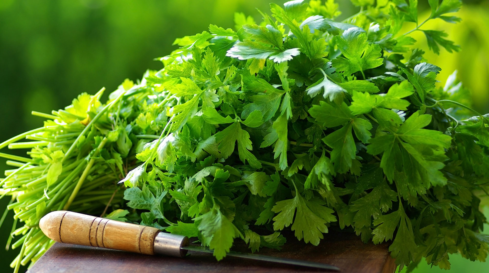 How to grow your own coriander (it’s quite easy) OverSixty