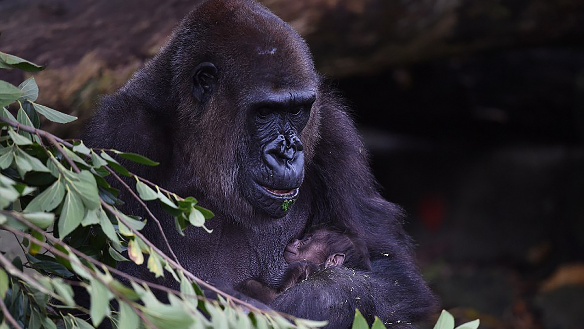 Meet the new baby gorilla born at Taronga Zoo this week