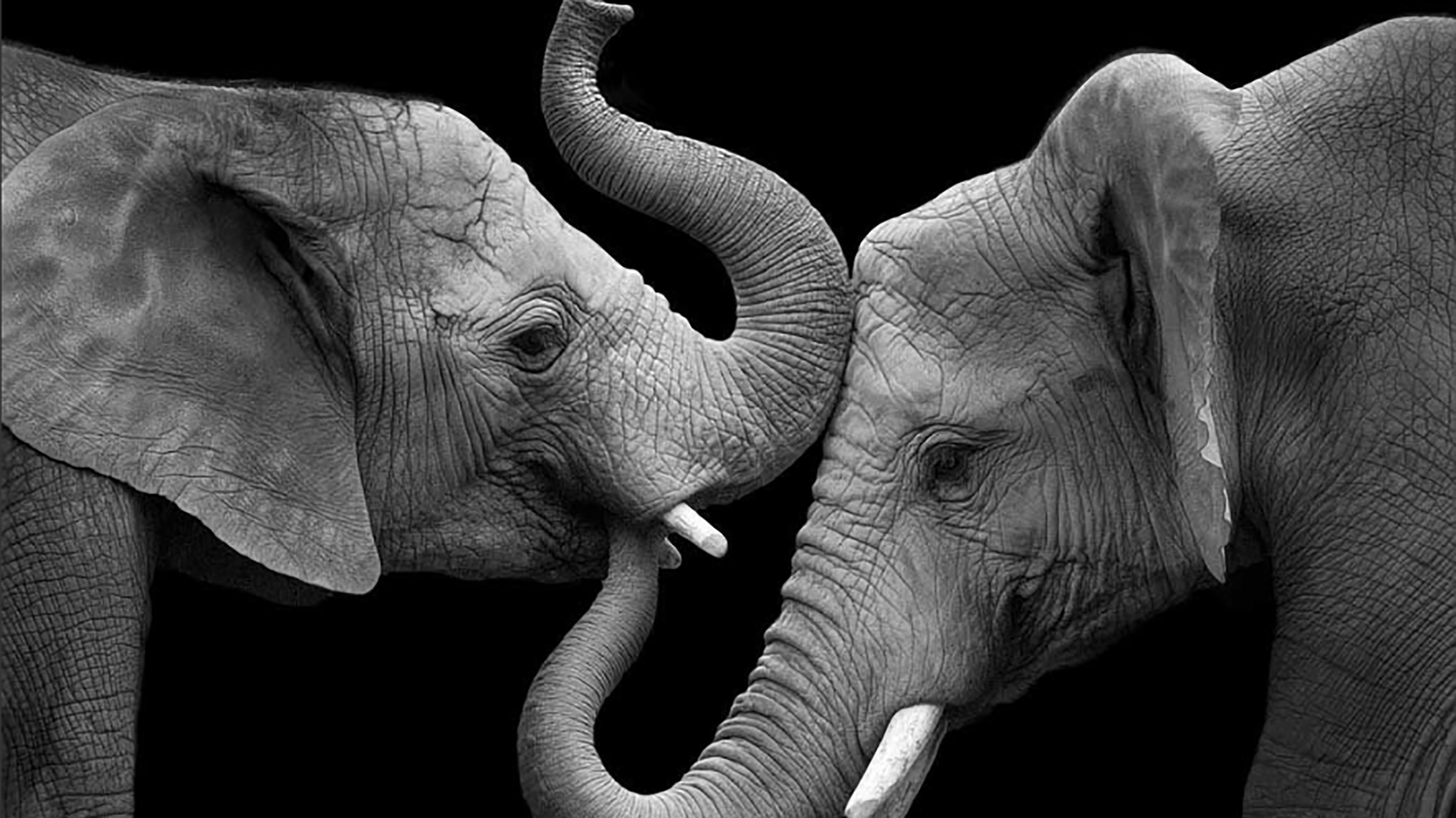 Amazing photos capture the intense emotions elephants experience