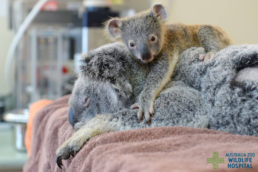 Baby koala clings onto to mother as she undergoes lifesaving surgery