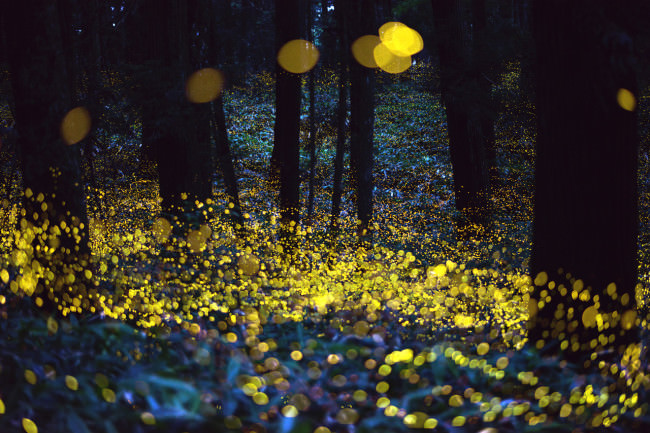 Stunning photos of glowing fireflies