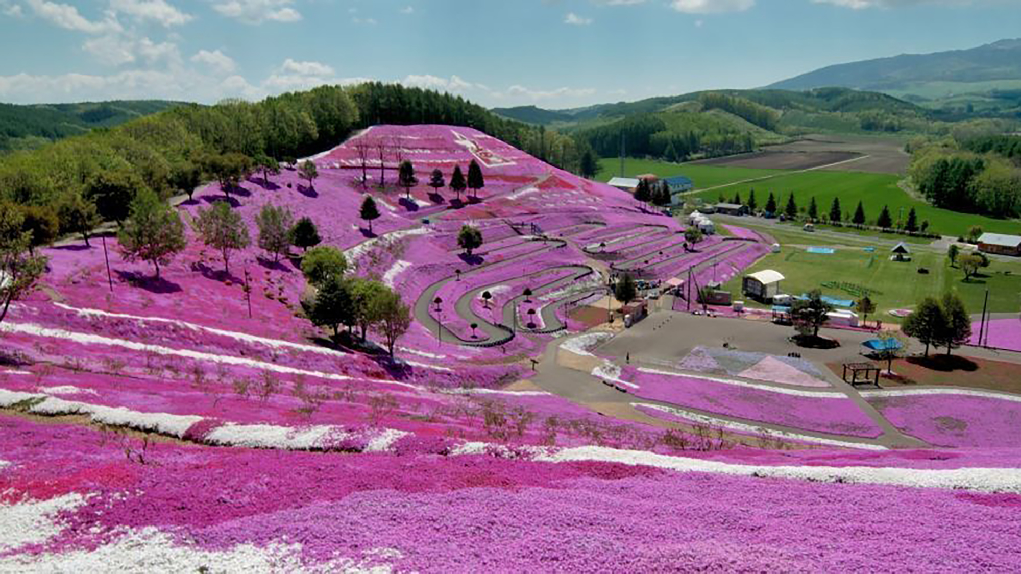 In pictures: Japan’s spectacular flower fields