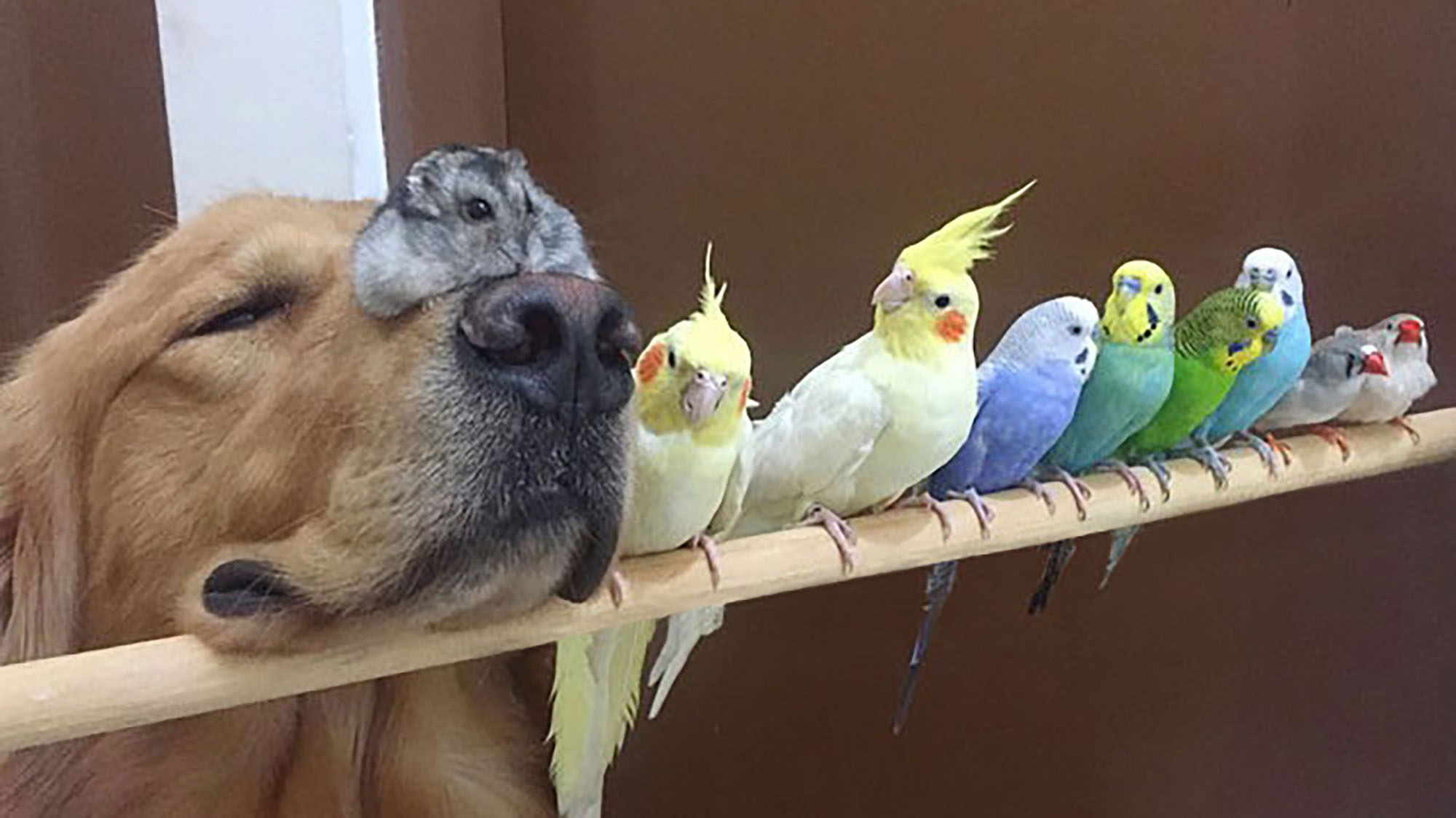 Meet the dog, hamster and 8 birds that are the best of friends