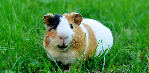 8 photos of guinea pigs to make you smile | OverSixty