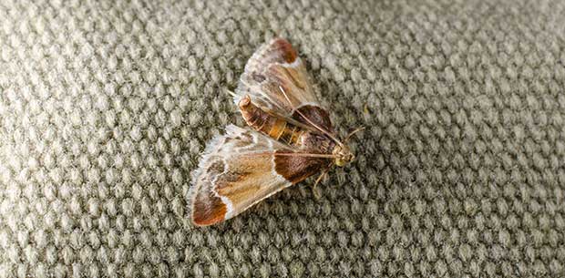 How to get rid of (and prevent) moths