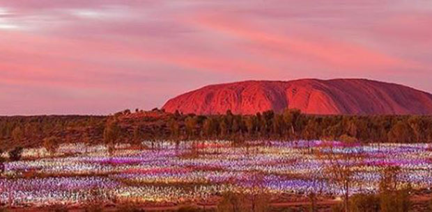 Experience the magic: Uluru transformed by Field of Light installation