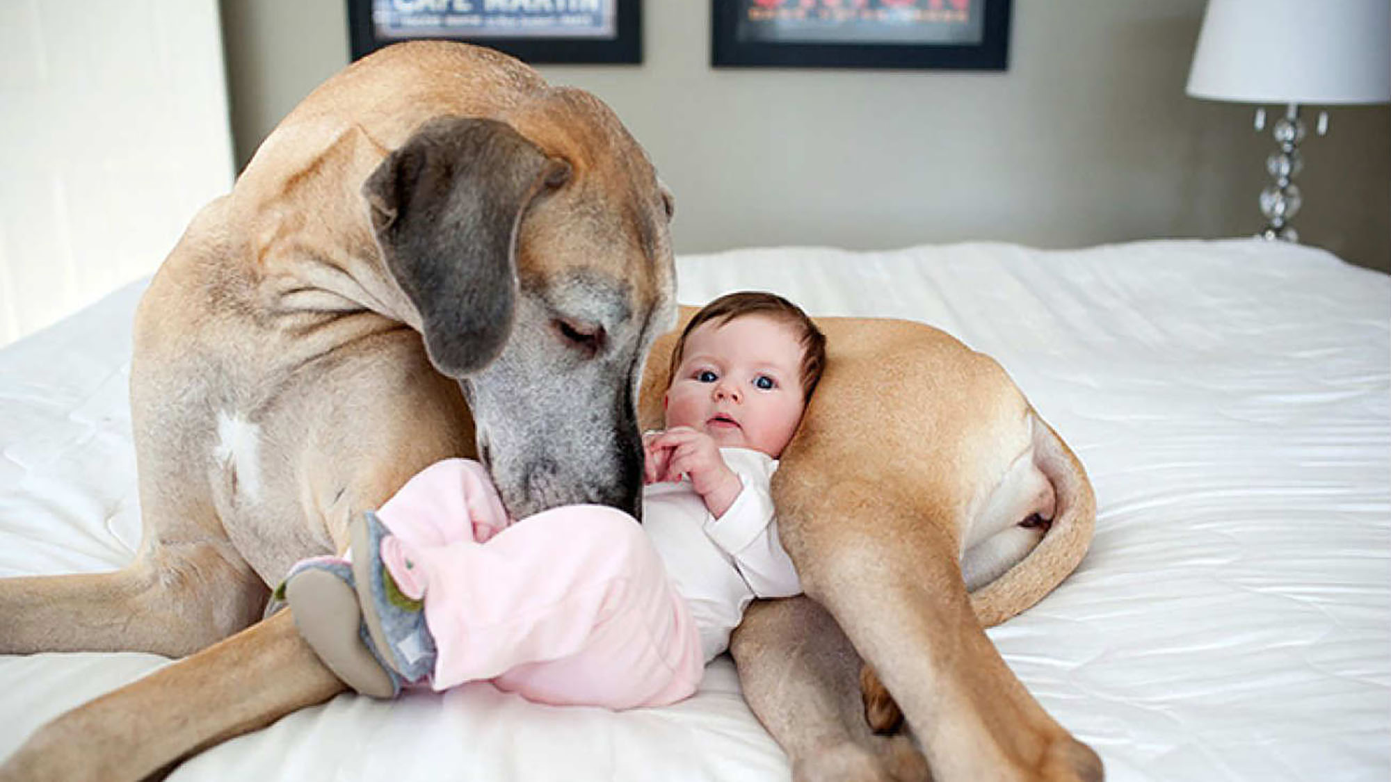 10 adorable baby and dog friendships | OverSixty