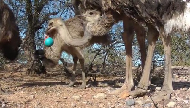 This mob of emus had the most incredible reaction to a cat toy