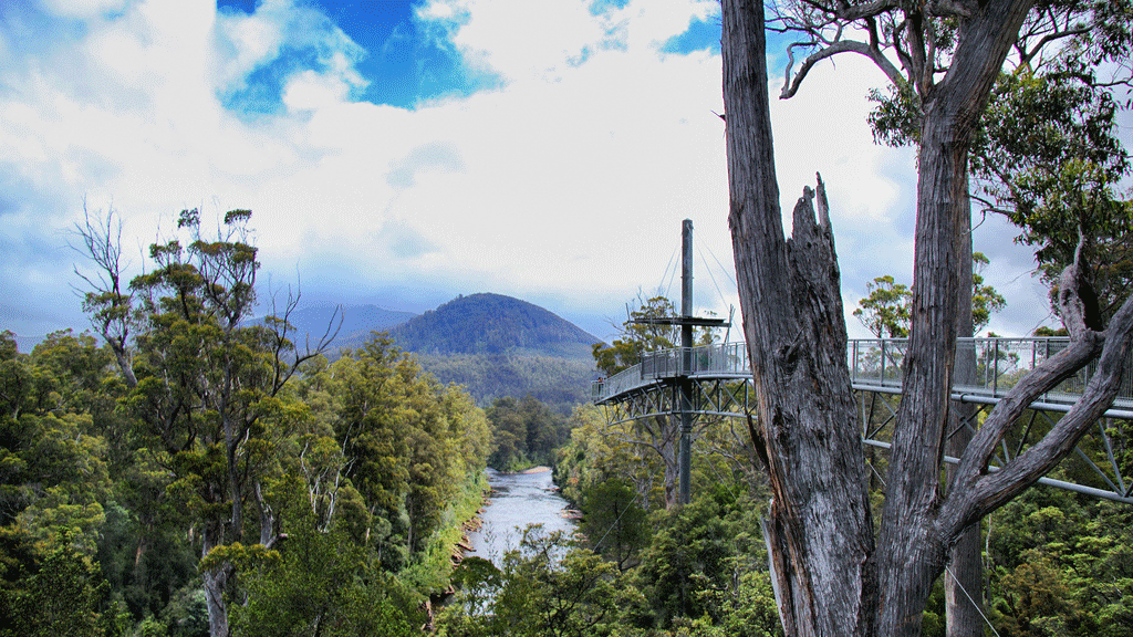 The best tree-top walks in Australia | OverSixty