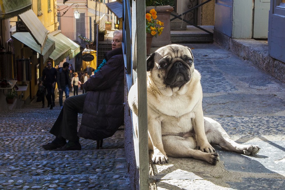 Perfectly timed photos make these dogs look like giants