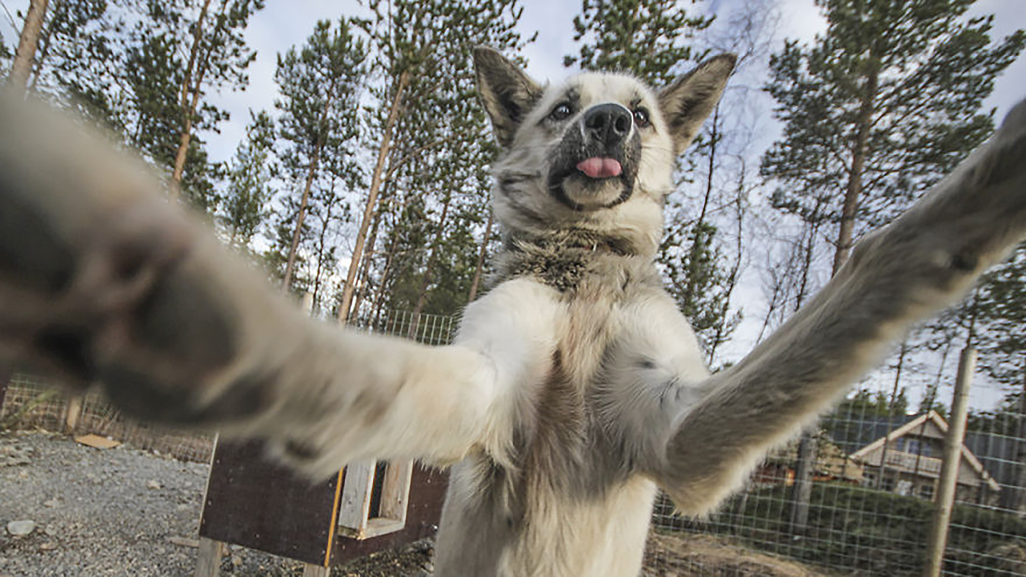 These dogs love taking selfies