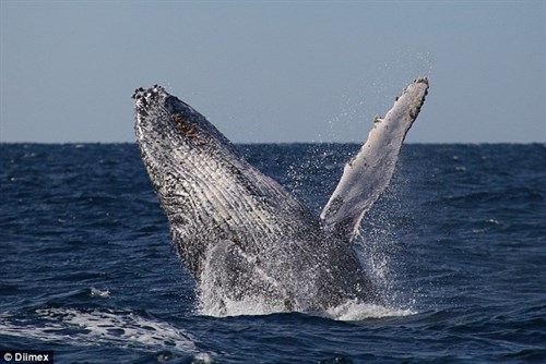 Humpback jumps out of water and entertains onlookers in Sydney | OverSixty