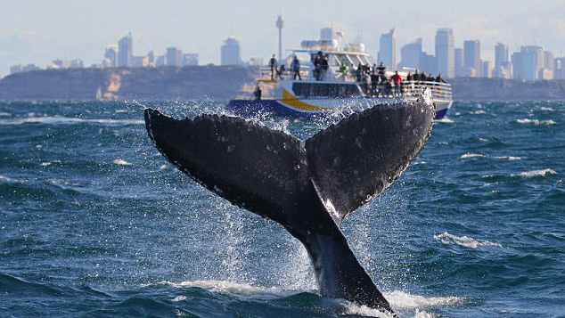 Humpback jumps out of water and entertains onlookers in Sydney