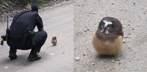 Sheriff catches too-cute baby owl on video