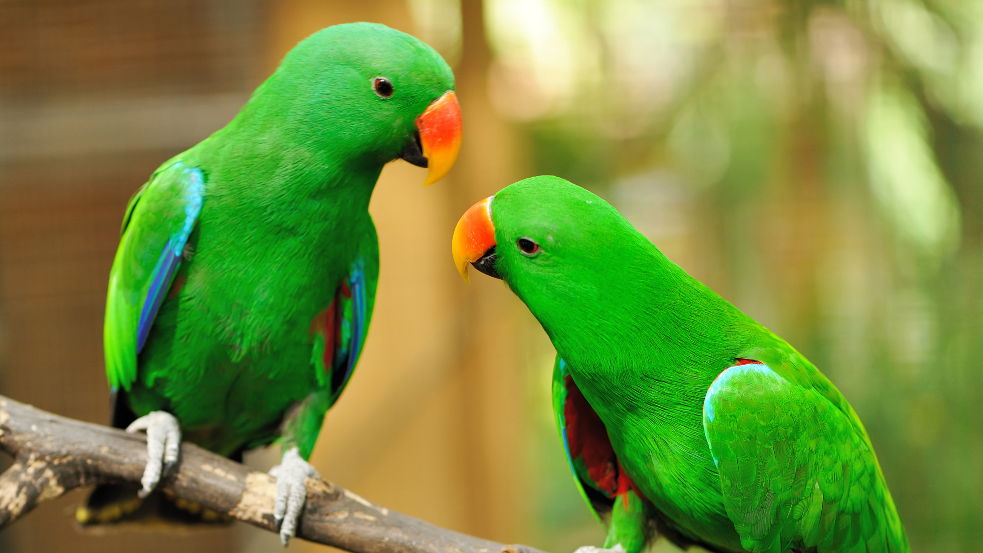 Всем известно что бывают говорящие попугаи. Эклектус попугай. Попугай жако зеленый. Александрийский попугай. Попугай Паррот.