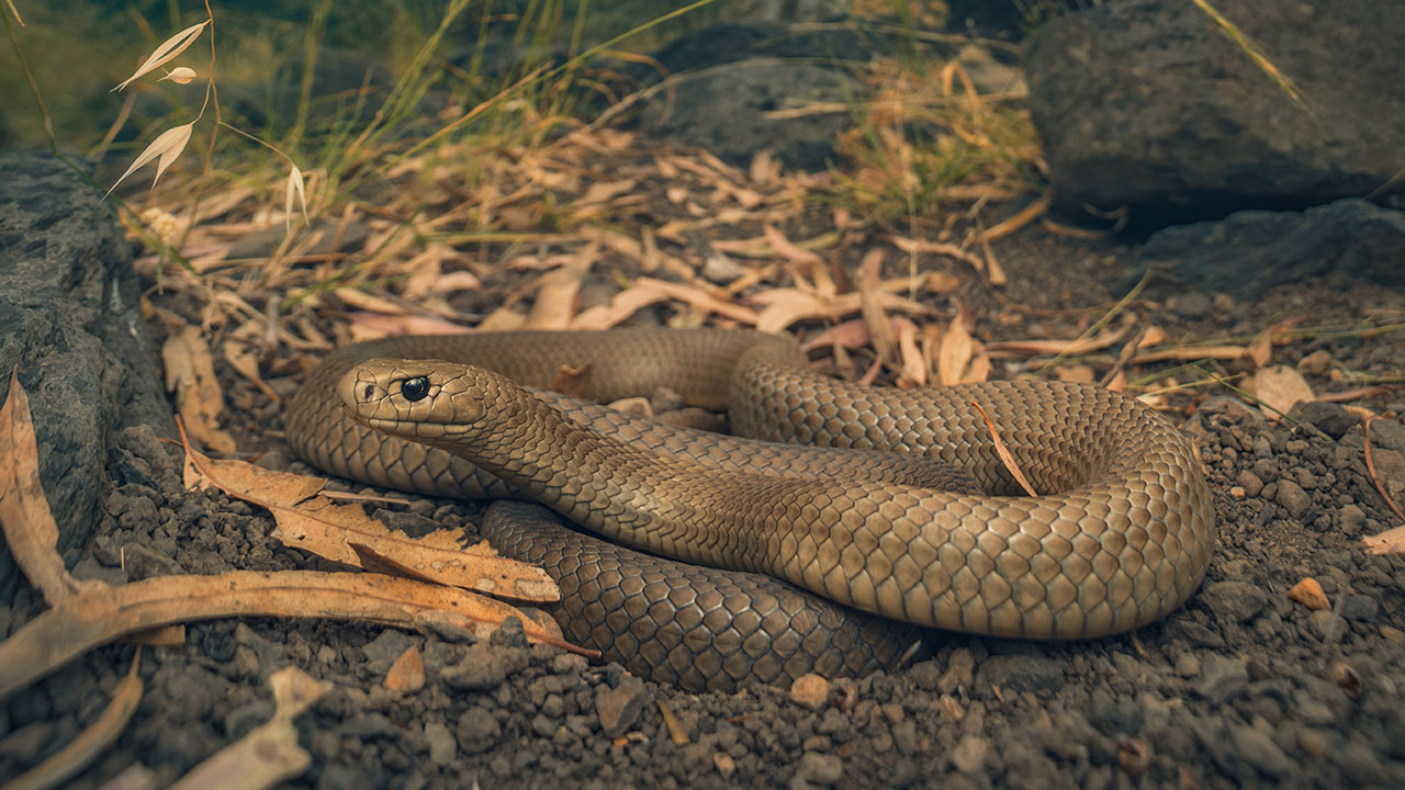 What to do if you see a snake – and how to avoid them