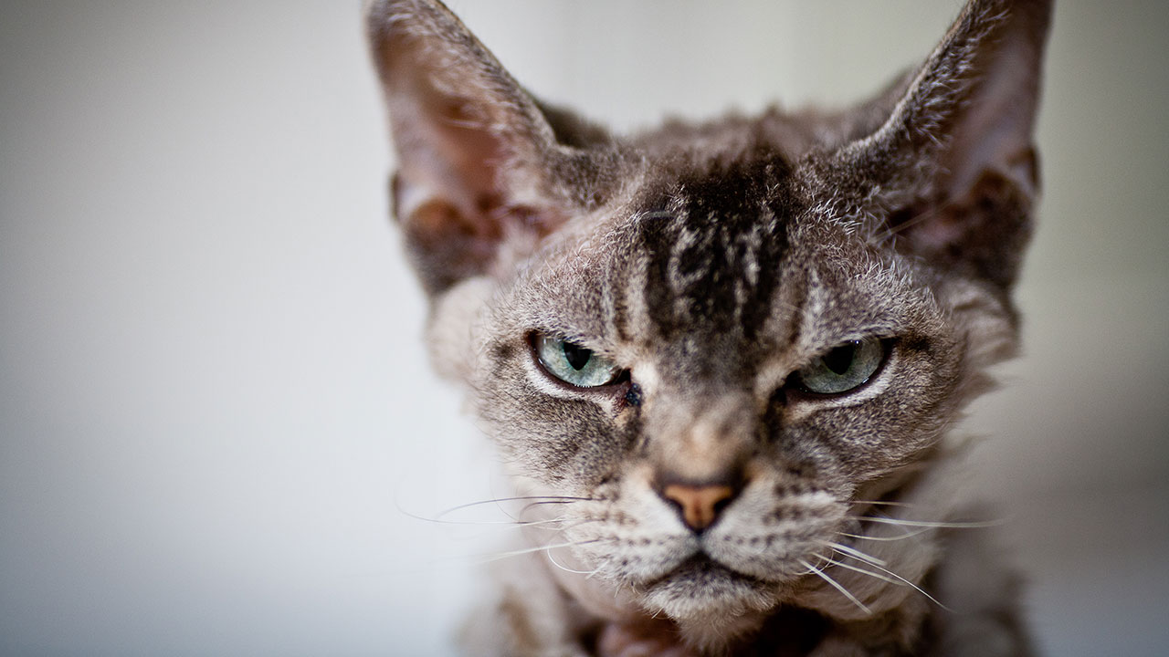 13 things you do that your cat actually hates