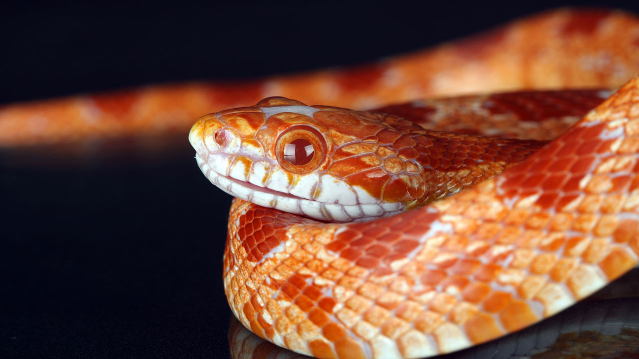 Man finds snake alive in brand new kitchen appliance