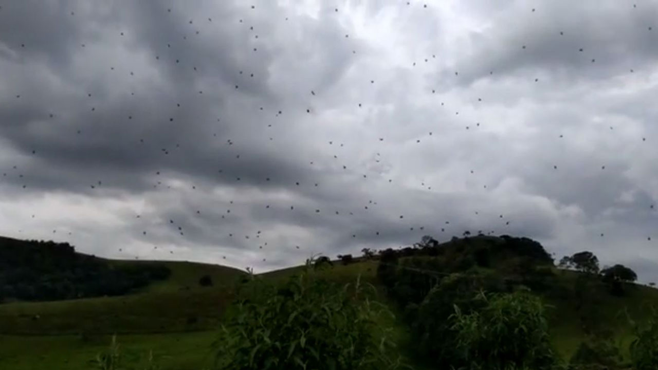 Nightmare as hundreds of spiders “rain” from the sky