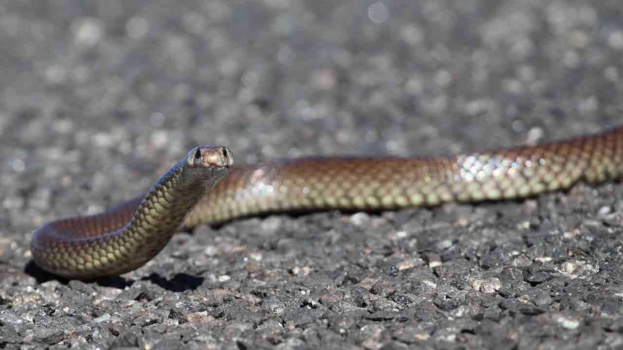 School mum's fright as brown snake appears on windscreen 