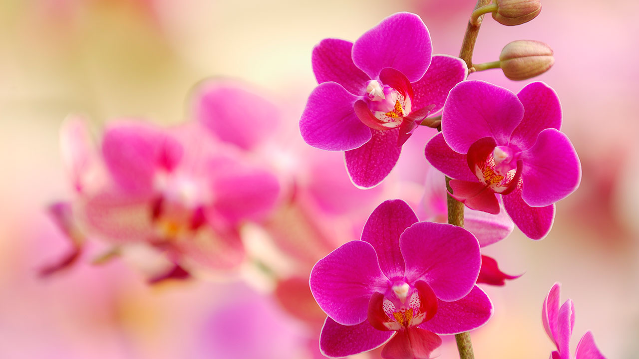 How to grow orchids at home