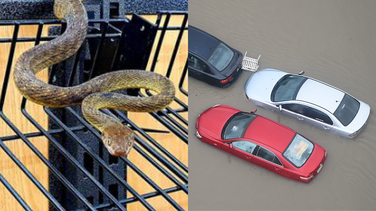 You'll never believe the  strange place this snake popped up in the Queensland floods