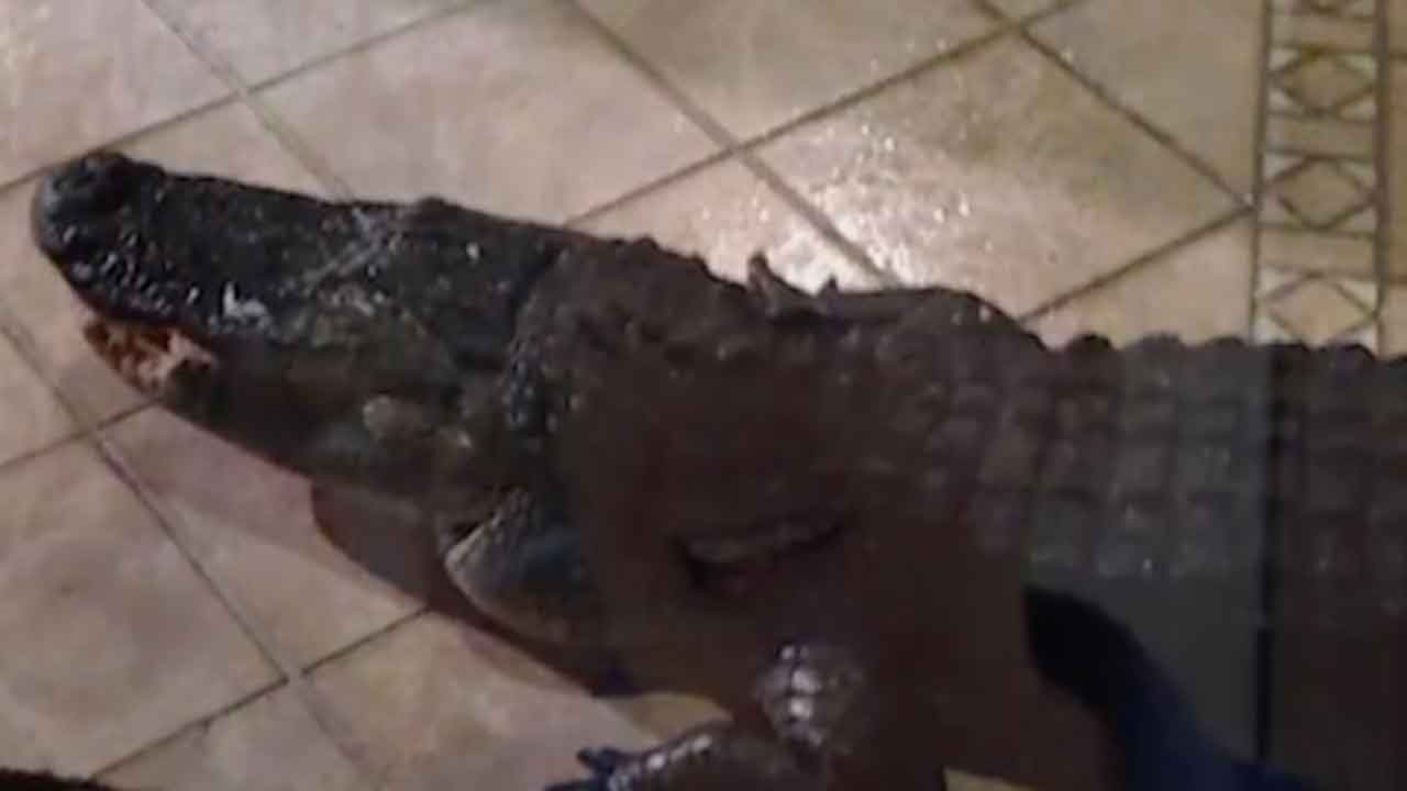 The place you never thought an alligator might end up