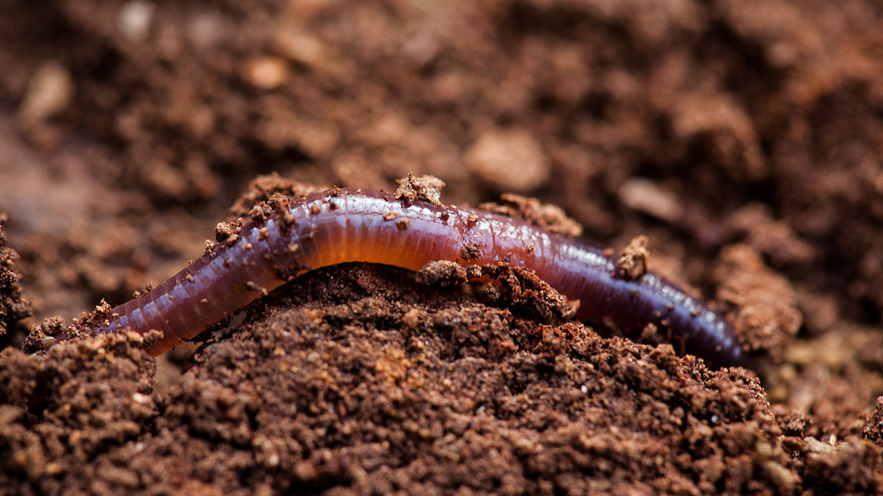 Everything you need to know about earthworms