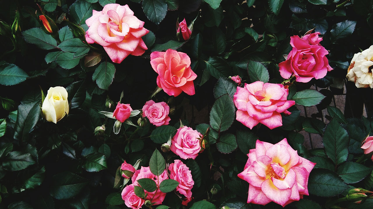 Do it yourself: Plant bare-root roses