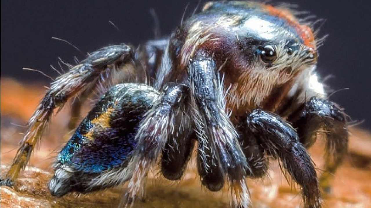 Don’t like spiders? Here are 5 reasons to change your mind