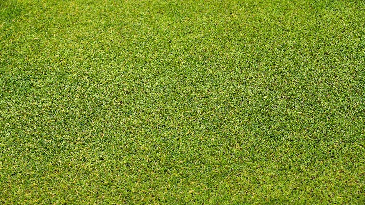 6 tips for maintaining a healthy lawn at sea