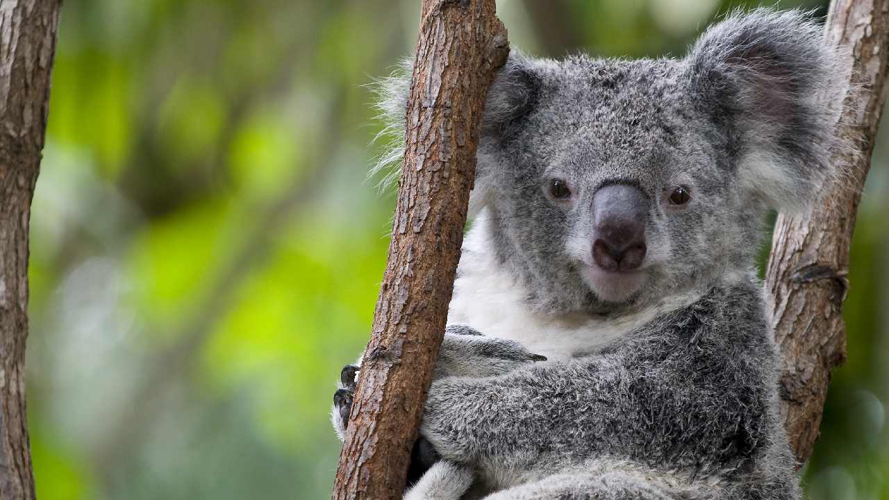 Death of an Aussie icon? Koalas facing extinction by 2050