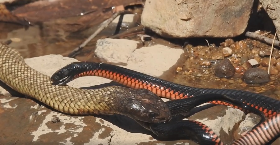 The terrifying moment two snakes battle to the death in Queensland