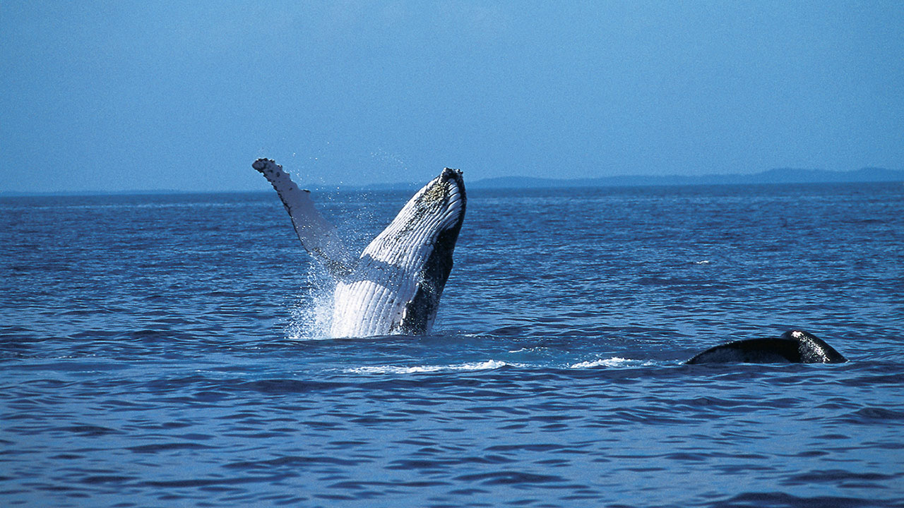 The best way to see humpback whales in Australia 