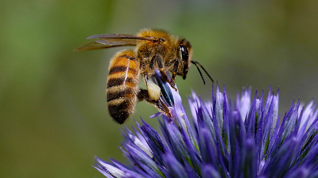 5 fascinating pollination facts